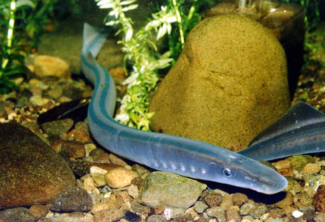 Swimming lamprey 