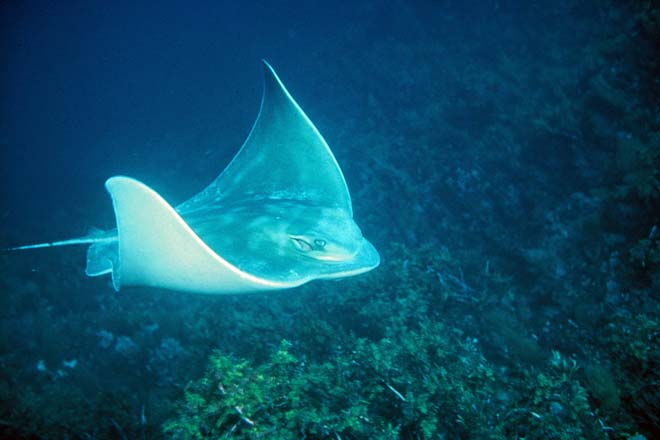 Eagle ray