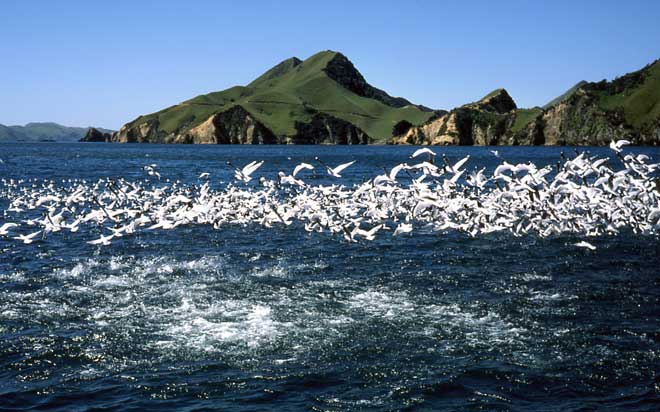 Gulls feeding at sea 