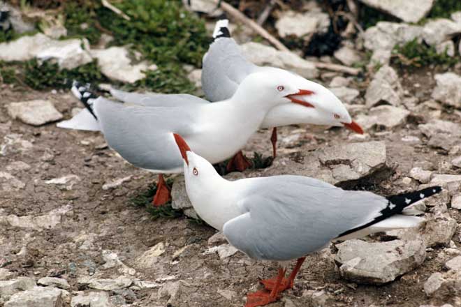 Courtship