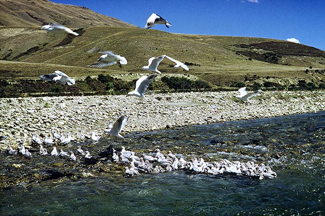 Black-billed gulls