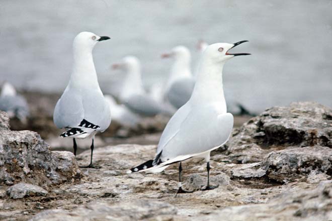 Black-billed gulls at Lake Rotorua