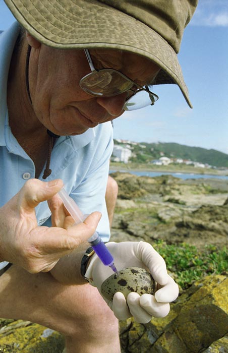 Controlling gulls near airports 