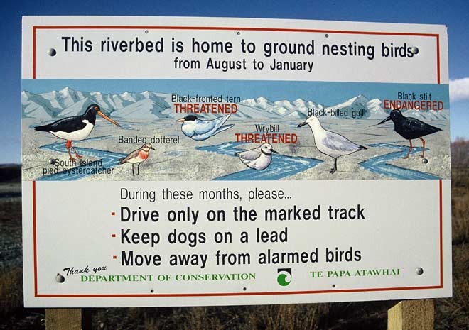 Ground-nesting birds