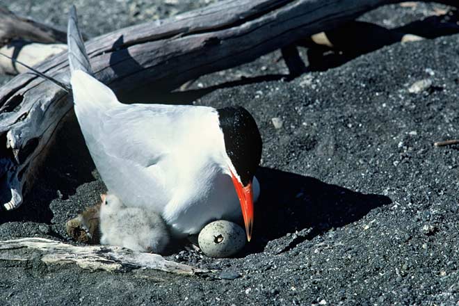 Caspian tern with egg and new chick