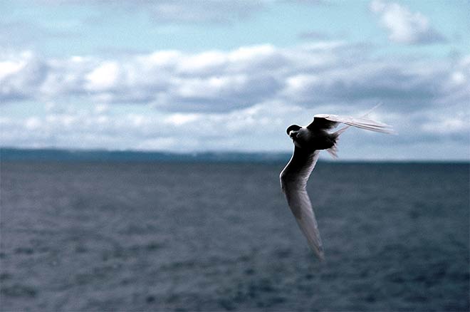 White-fronted tern