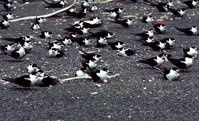 Sooty tern colony