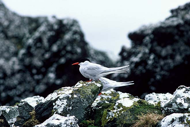 Antarctic tern
