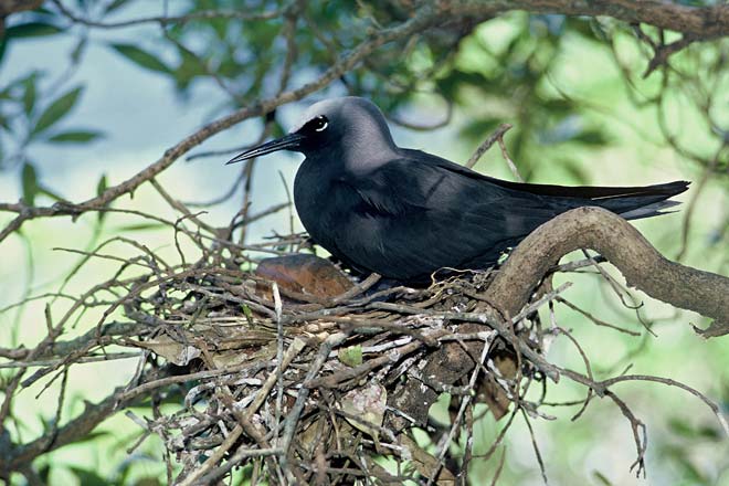 Black noddy