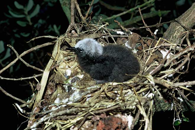 Black noddy chick