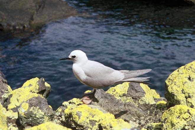 Grey noddy