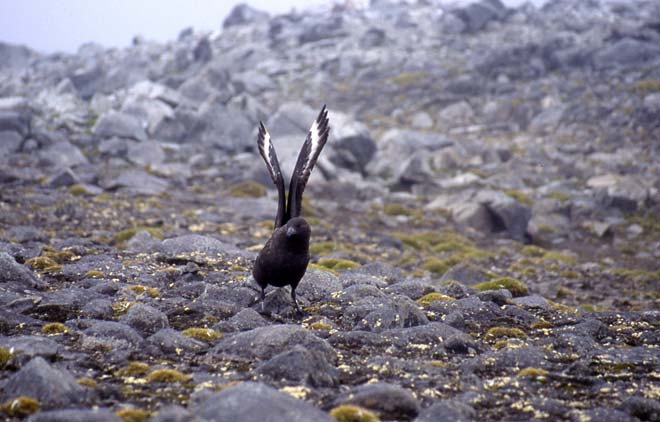 South Polar skua