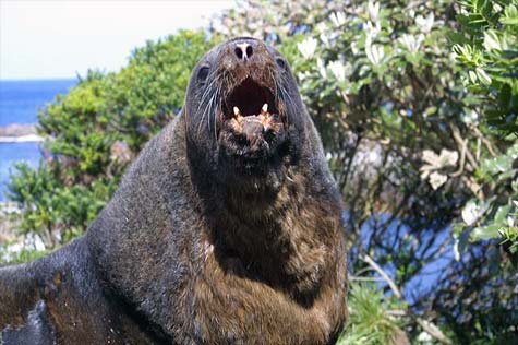 Male sea lion 