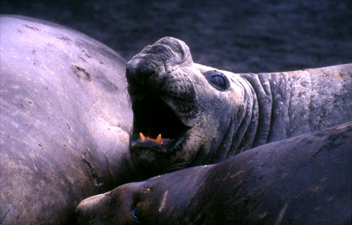 Southern elephant seals