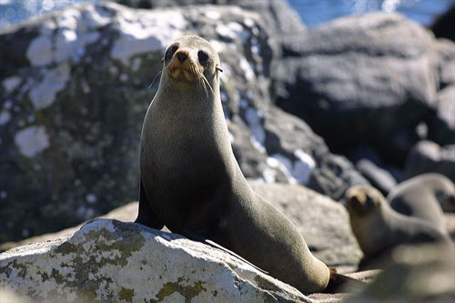 Fur seal