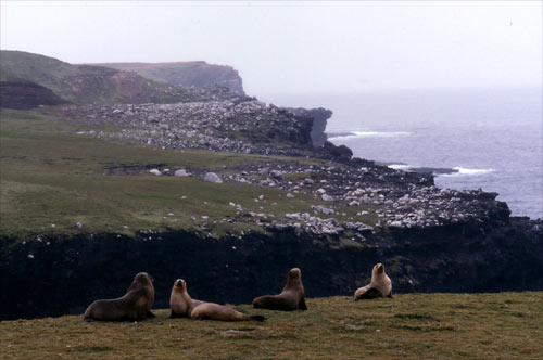 Sea lion hideout