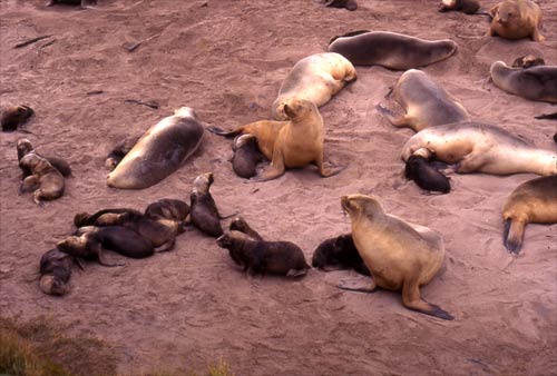 Female sea lions with pups
