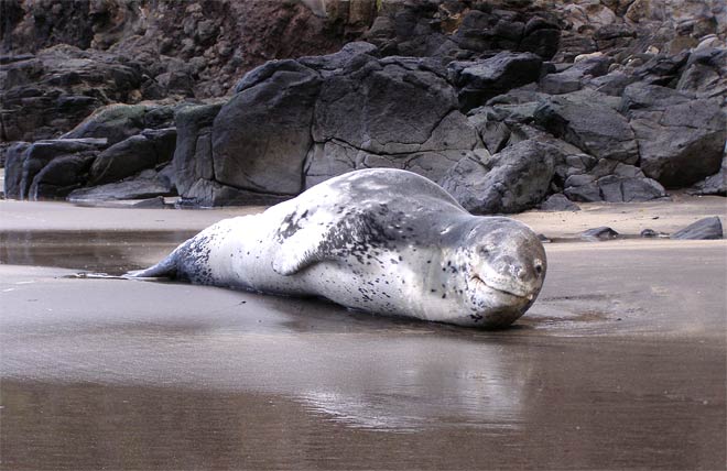 Leopard seal