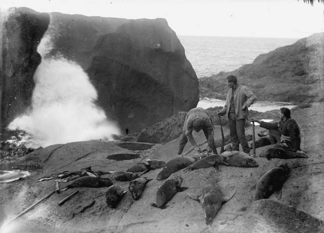 Clubbed seals, Campbell Island