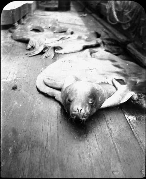 Seal skins 