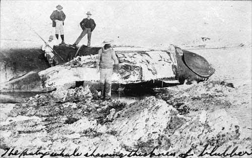 Stripping a baby whale