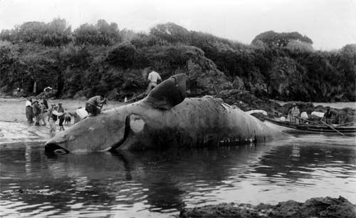 Cutting up a whale