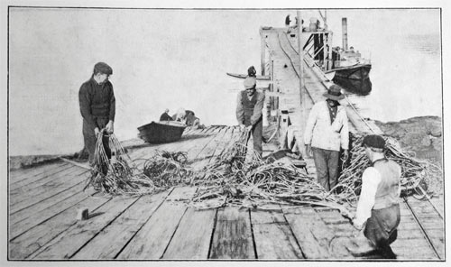 Netting humpback whales