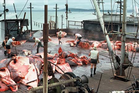 Dismembering a sperm whale