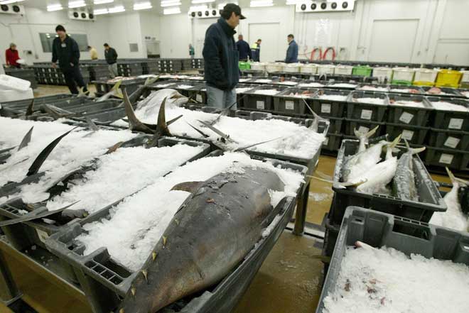 Auckland fish market