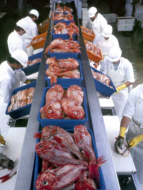 Processing orange roughy