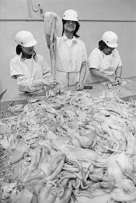Gutting squid