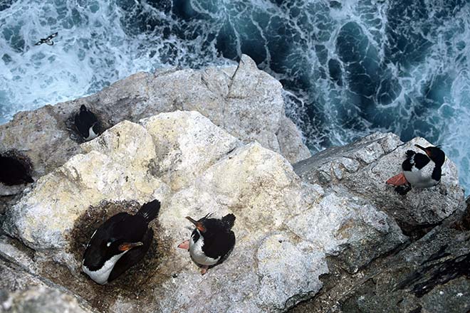 Bounty Island shags