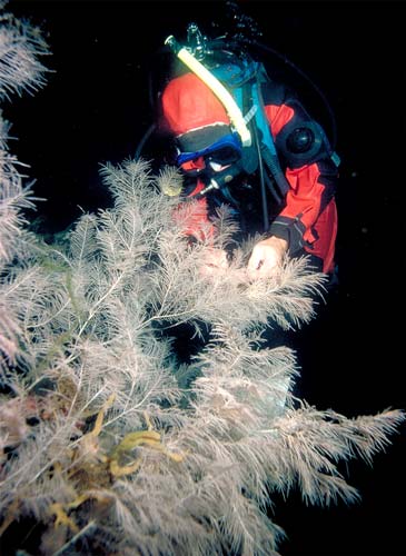 Black coral