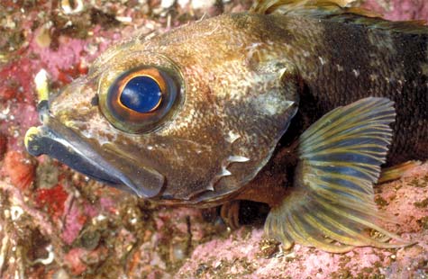 Jock Stewart fish 