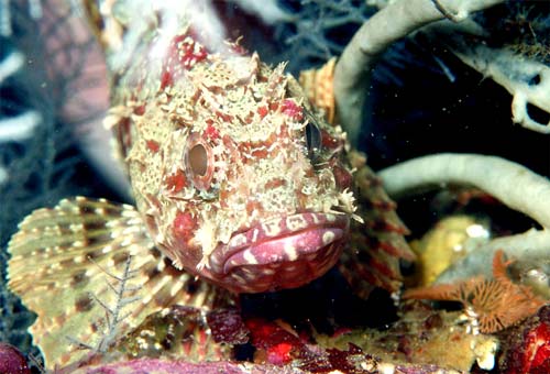 Scorpion fish 