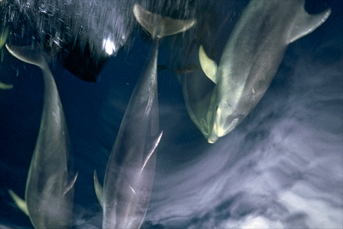 Bottlenose dolphins