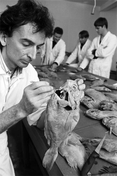 Removing ear bones