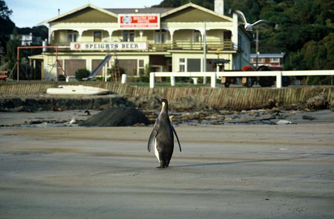 Southern penguin