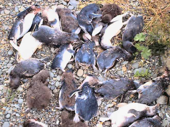 Penguins killed by dogs