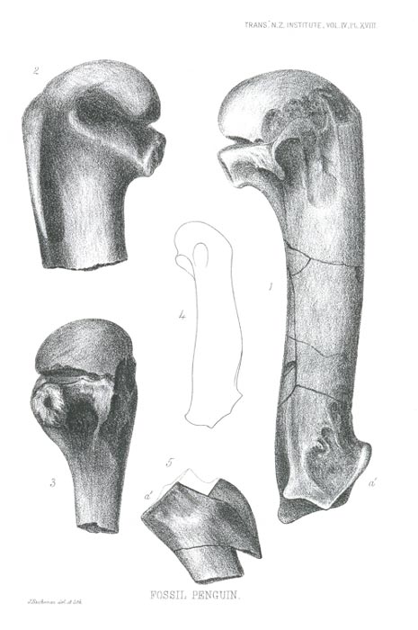 Fossilised penguin bones