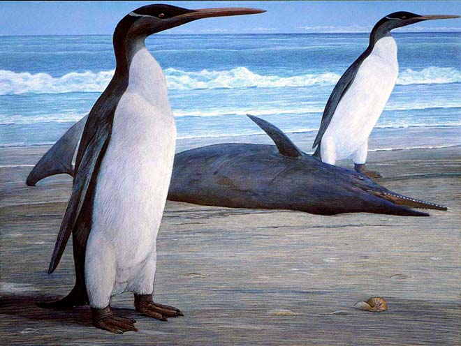 Extinct penguin reconstruction
