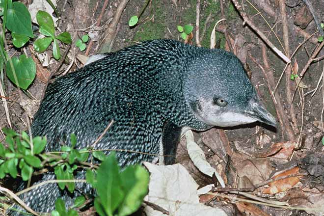 Little penguin