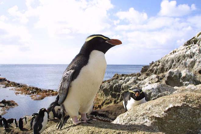 Snares crested penguin 