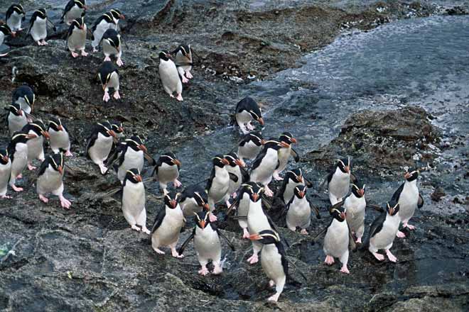 Snares crested penguins