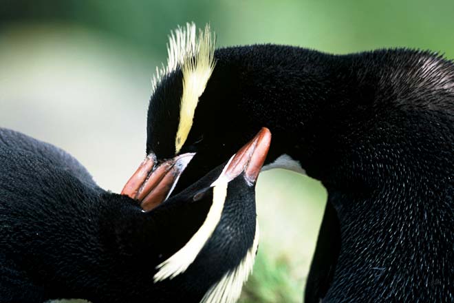 Erect-crested penguins preening