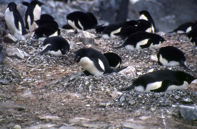 Adélie penguin and chicks