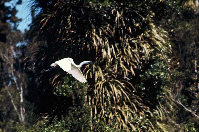 White heron in flight