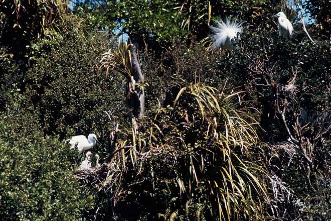 Breeding white herons