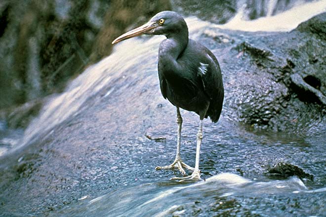 Reef heron