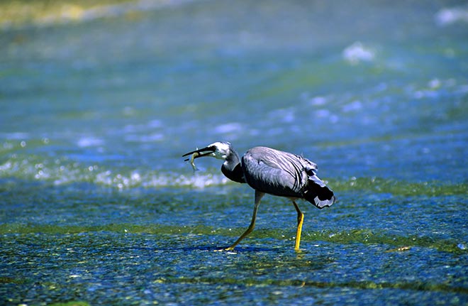 White-faced heron